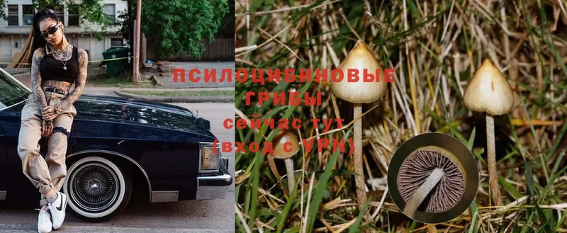 Галлюциногенные грибы Magic Shrooms  маркетплейс состав  Зерноград 